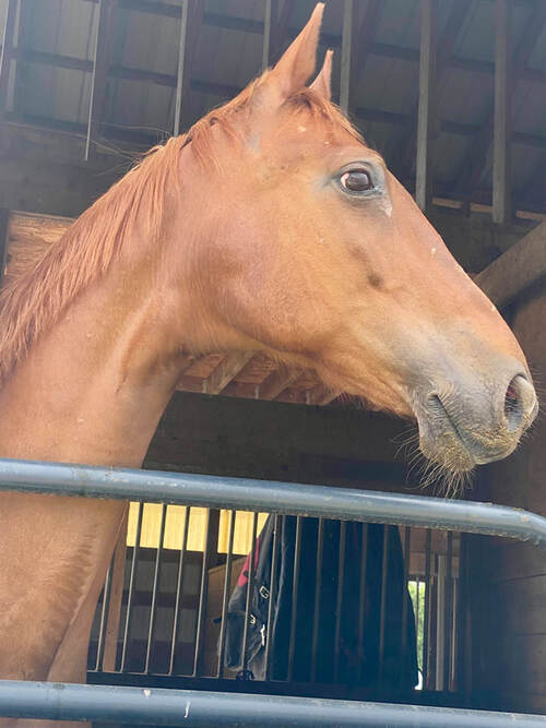 Chestnut Gelding, looking out from barn stall | equine psychotherapy in eldersburg, Eldersburg Equine Psychotherapy with Cindy Cisneros, reduce anxiety, depression and trauma, skills for adhd and neurodiversity