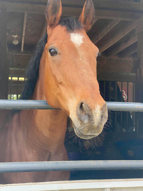 Bay appendix mare looking out of barn stall door | Eldersburg Equine Psychotherapy with Cindy Cisneros, for neurodiversity, adhd, anxiety, depression and trauma, build boundaries, social skills, life skills and more with therapy with horses